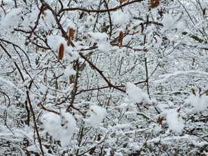 Sno april 2023.jpg